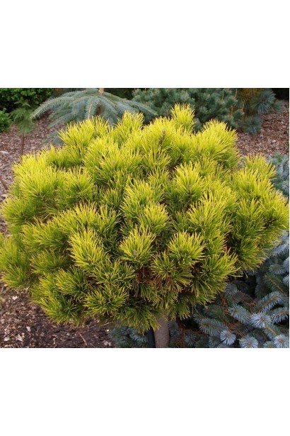 Pinus mugo Carstens Wintergold  shtamb посадка